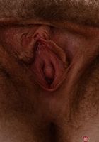 Apricot Pitts in young and hairy, Apricot Pitts (apr024) ATK Natural & Hairy: Apricot Pitts (Apricot Pitts in young and hairy)