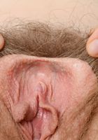 Apricot Pitts in young and hairy, Apricot Pitts (apr024) ATK Natural & Hairy: Apricot Pitts (Apricot Pitts in young and hairy)