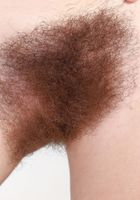 Pearl Sage in young and hairy, Pearl Sage (pea013) ATK Natural & Hairy: Pearl Sage (Pearl Sage in young and hairy)