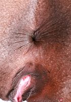 ATK Exotics: Poppy Cox (Poppy Cox Holiday Cheer and Spreading)