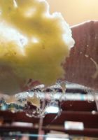 Sohley Cancino teases with her feet while crushing some food, Sohley Cancino (soh001) ATK Petites: Sohley Cancino (Sohley Cancino teases with her feet while crushing some food)