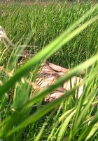 Veronica in nudism, Veronica (ver016) ATK Archives: Veronica (Veronica in nudism)